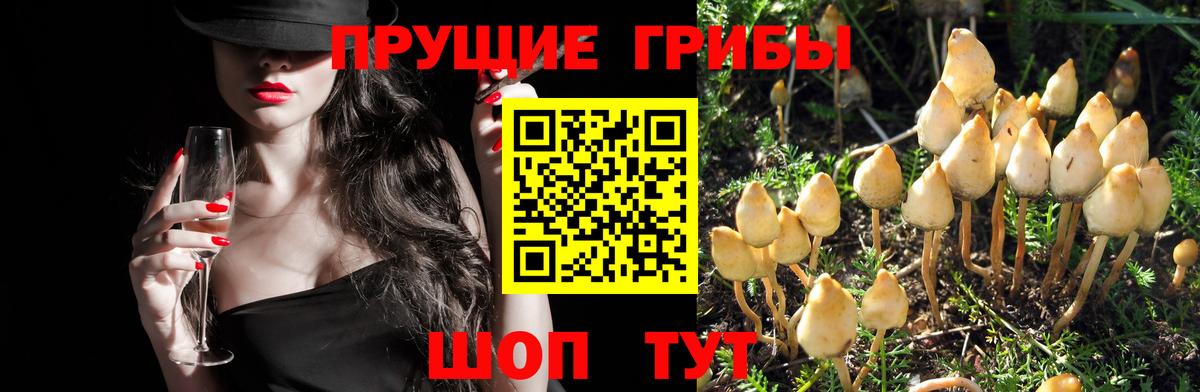 Галлюциногенные грибы мухоморы  Вход с VPN  Галлюциногенные грибы Psilocybe  где продают наркотики  Луга 